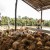 Kelapa Indragiri Hilir
